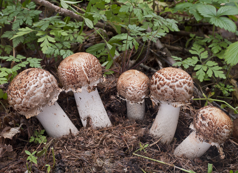 Agaricus bohusii